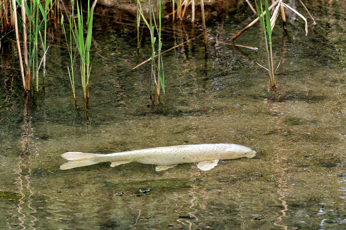 Pesce in bianco